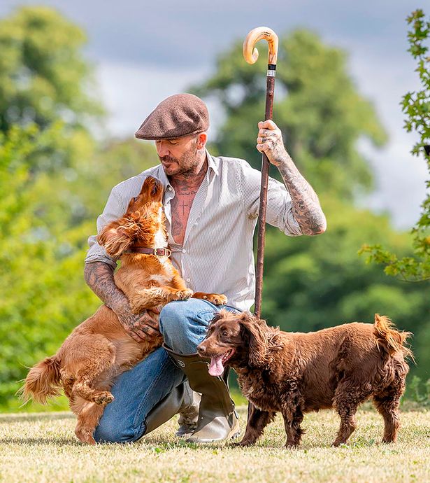 Sir David poses with cocker dogs Sage (left) and Olive (right)