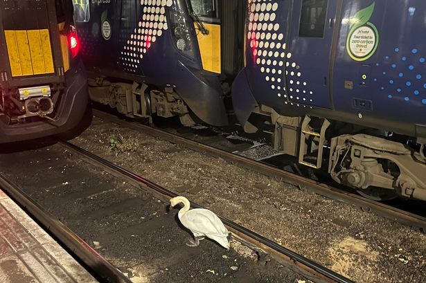 The swan on the tracks at Glasgow Central.