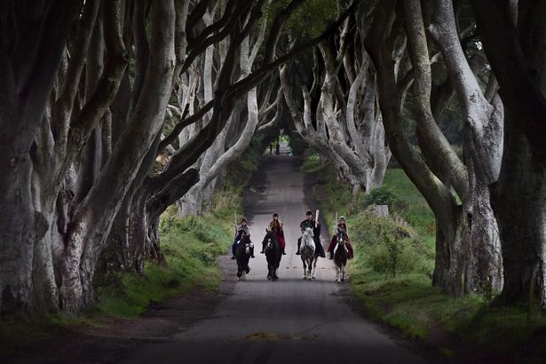 The Dark Hedges in Co Antrim