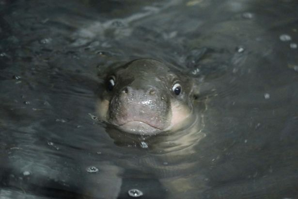 An image of the top of a hippo's head sticking out of water