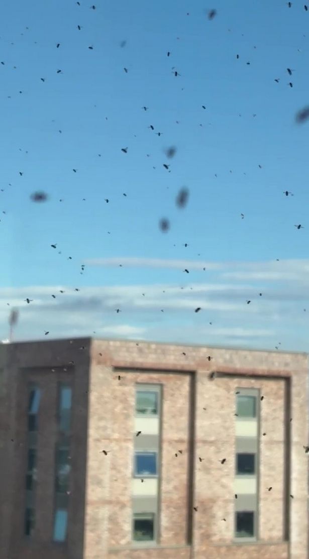 Cluster flies are typically larger than houseflies and darker in colour