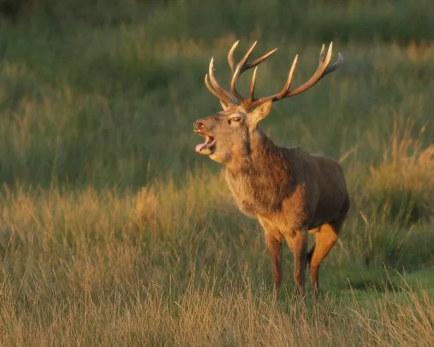 Red Deer Stag at Margam Park