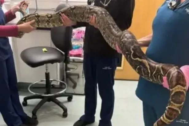 A dog walker found the snake while strolling through a park in south Bristol