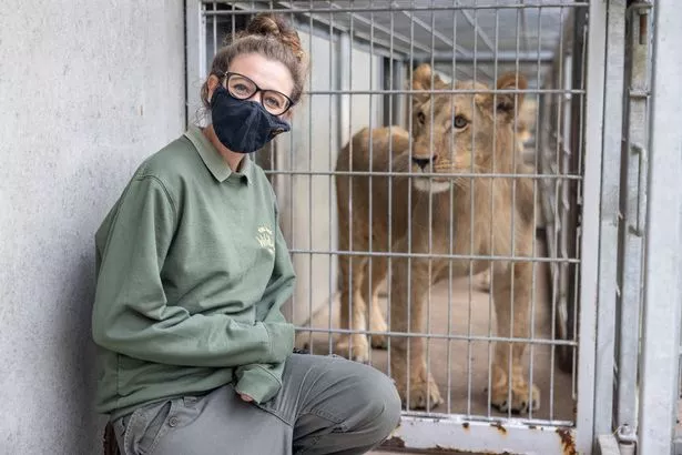 Wildlife ranger Bex Brown with the newly arrived lions