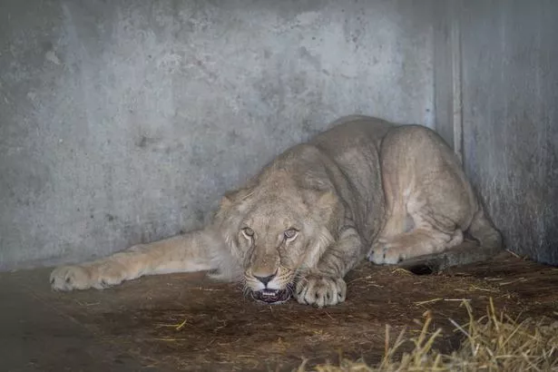 Oleg lying at the back of the lion house