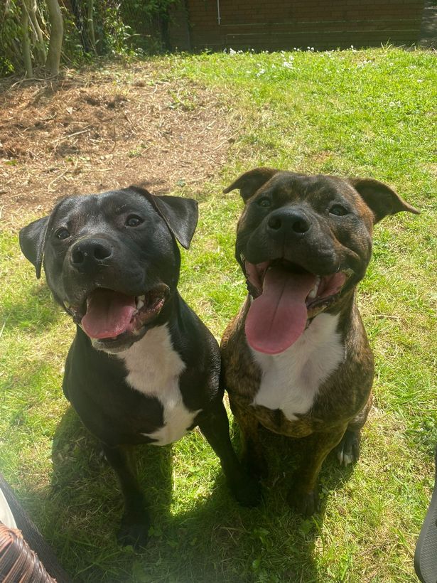 Chloe's dogs
