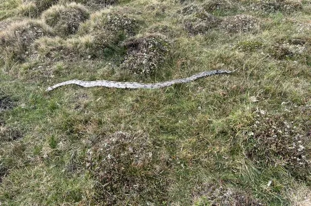 A snake on grass