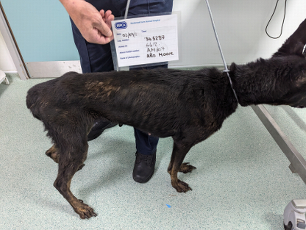 The dog (pictured above) was discovered tethered to a treadmill, next to a cage which contained the a dead animal
