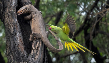 A Nip to the Tail | Wildlife Photographer of the Year