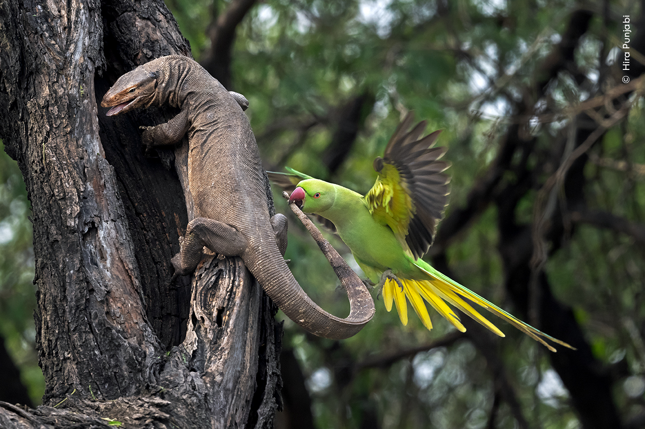 A Nip to the Tail | Wildlife Photographer of the Year