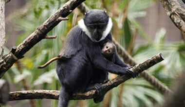 Rare monkey born at Edinburgh Zoo - here's how to see it