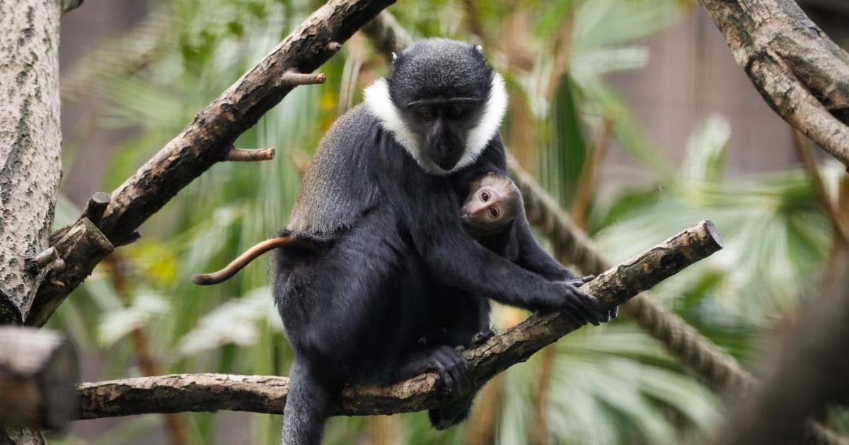 Rare monkey born at Edinburgh Zoo - here's how to see it
