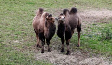 Two camels come to Edinburgh Zoo and here are their names