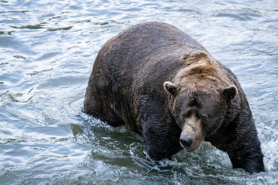 Brown bear known as Chunk or Bear 32 walking through water.
