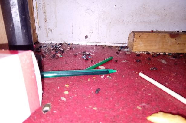 Rat droppings and other objects found during food hygiene inspection at Star Noodle takeaway November 2024