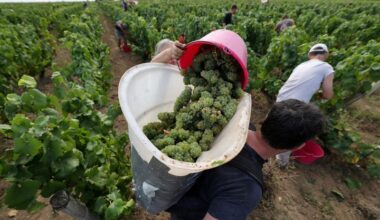 France trims wine output estimate after summer heatwave | The Mighty 790 KFGO