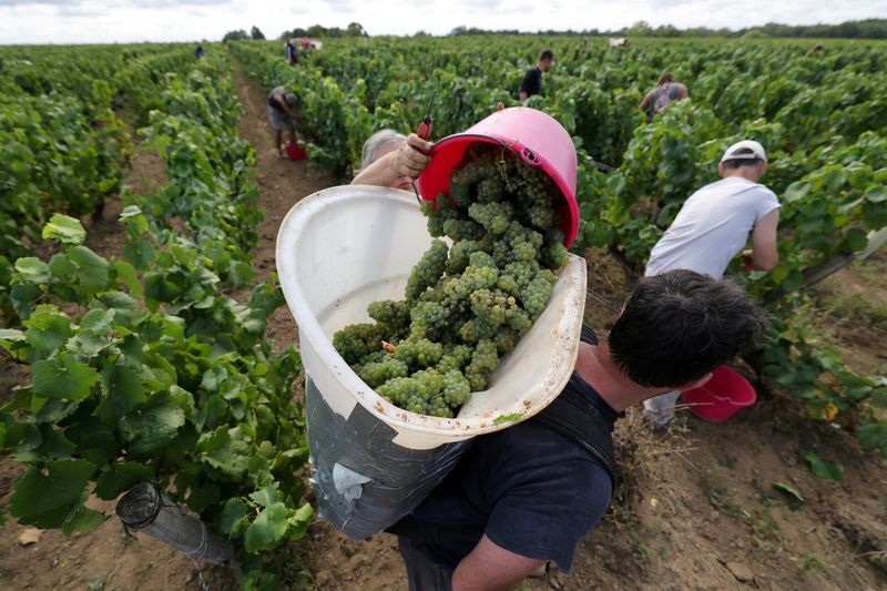 France trims wine output estimate after summer heatwave | The Mighty 790 KFGO