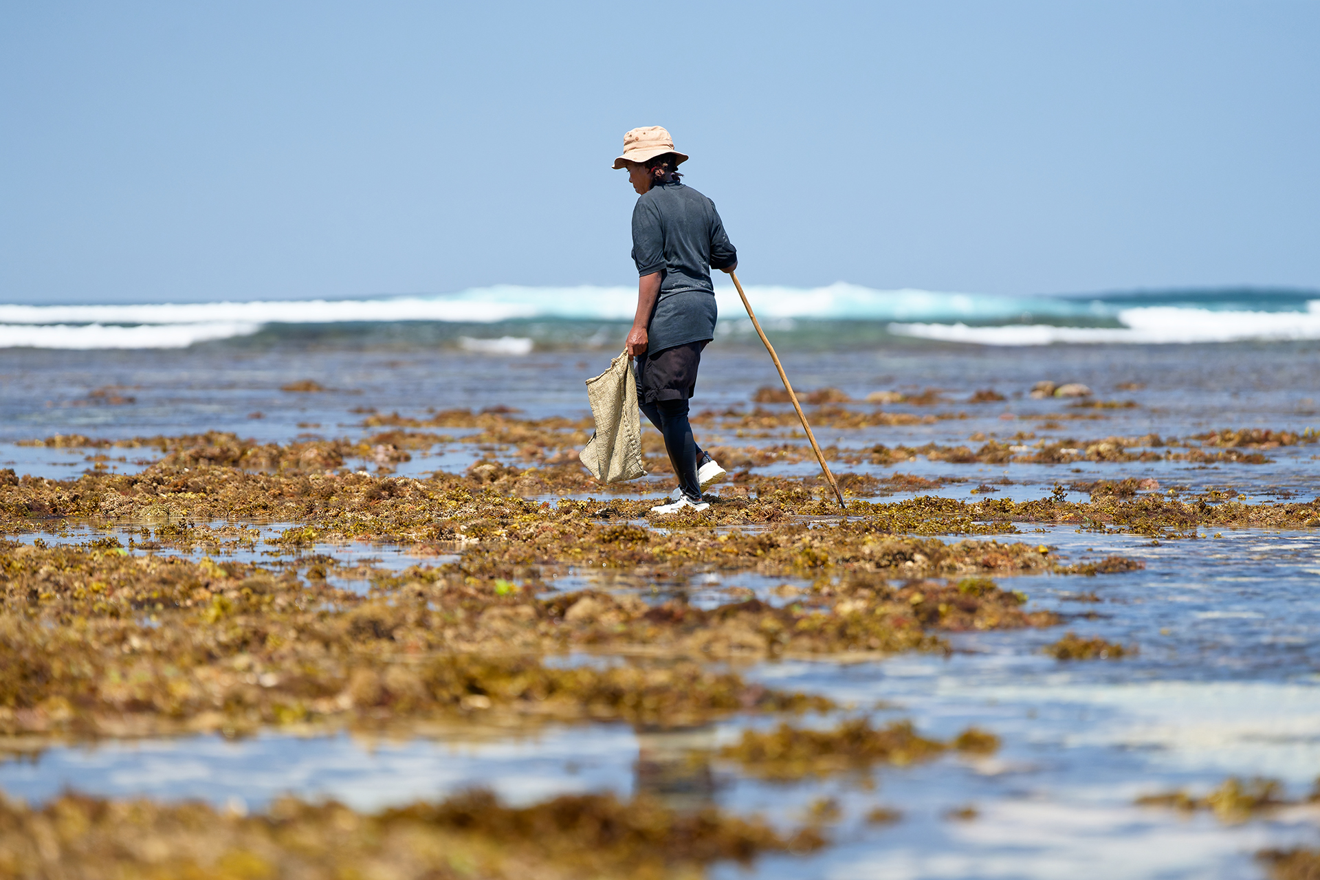 A woman searching for octopuses on a brown coral reef in the ocean.