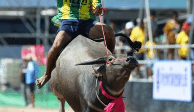 Racers compete during buffalo racing in Chonburi, Thailand-Xinhua