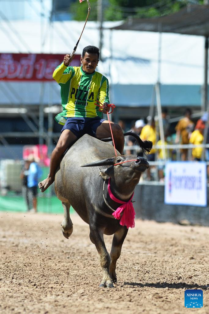 Racers compete during buffalo racing in Chonburi, Thailand-Xinhua