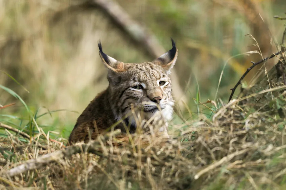 Caledonia pictured in her new habitat at Highland Wildlife Park