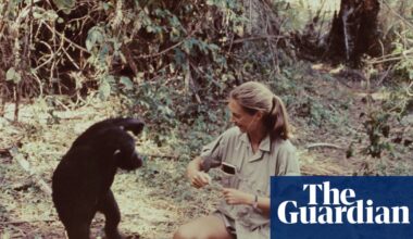 ‘A remarkable ability to inspire’: global tributes pour in for Jane Goodall | Jane Goodall