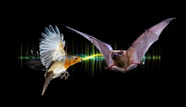 The mini backpacks that prove bats hunt birds like fighter jets