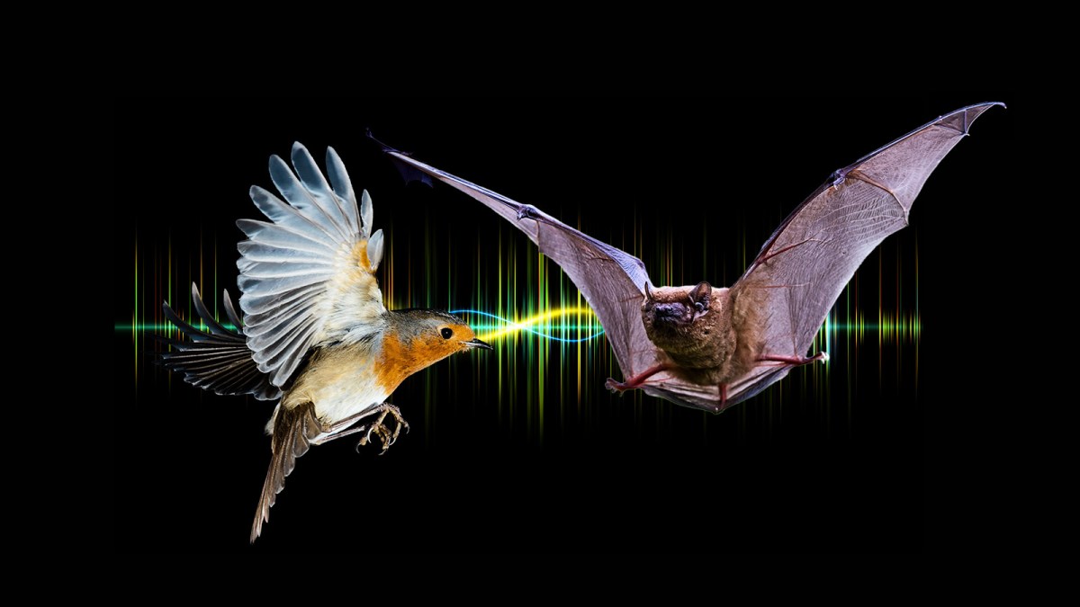The mini backpacks that prove bats hunt birds like fighter jets