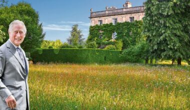 How to save our wildflower meadows, by Prince Charles