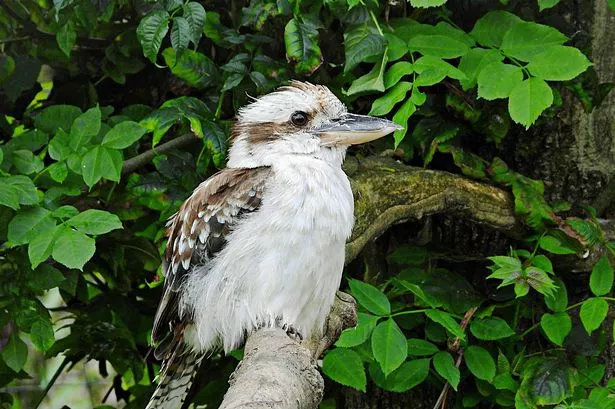 A laughing Kookaburra at the Axe Valley Wildlife Park, Axminster