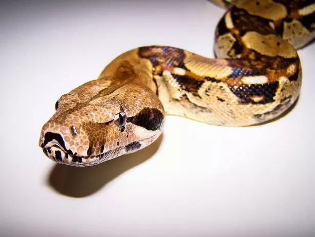 Boa constrictor