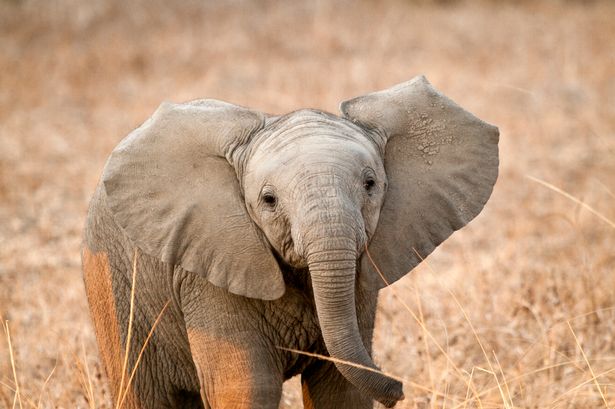 African elephant calf (Loxodonta africana.  South Luangwa National Park, Zambia, Africa.