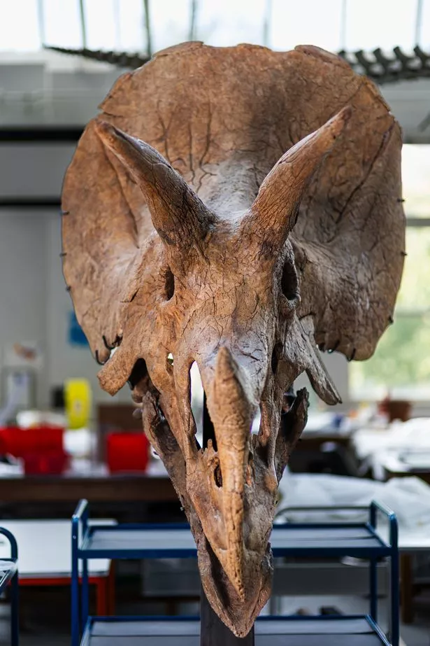 The exhibition begins with a glimpse into the Cretaceous world that Triceratops once inhabited, evoking the sights, sounds and creatures of the time