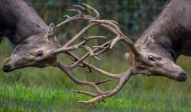 Deer rutting at Margam Country Park