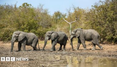 Three grey elephants walk in a row through mud with trees behind them.