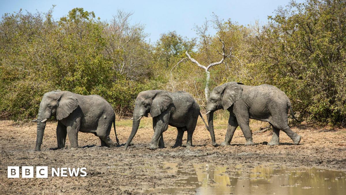 Three grey elephants walk in a row through mud with trees behind them.