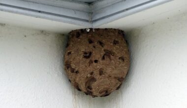 Environment agency confirms ‘successful removal’ of first Asian Hornet nest in Northern Ireland - Belfast Telegraph