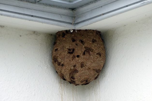 Environment agency confirms ‘successful removal’ of first Asian Hornet nest in Northern Ireland - Belfast Telegraph