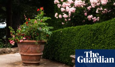 Nearly half of UK garden space is paved over, RHS study finds | Environment