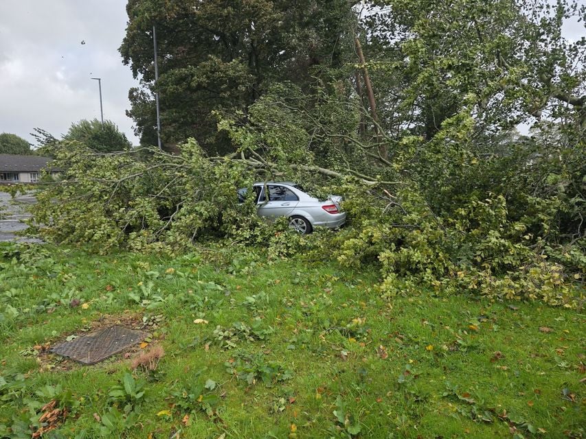 Storm brings down trees in Limavady
