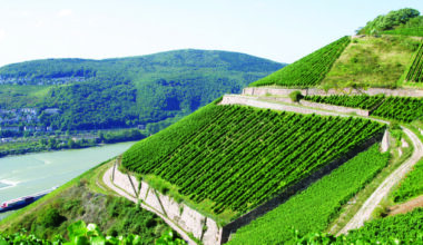 German harvest set to be smallest since 2010