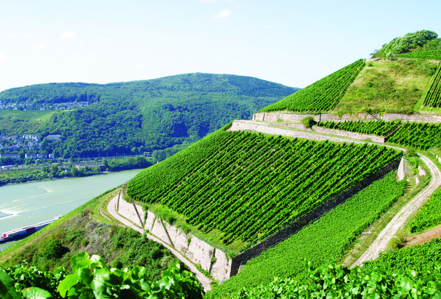 German harvest set to be smallest since 2010