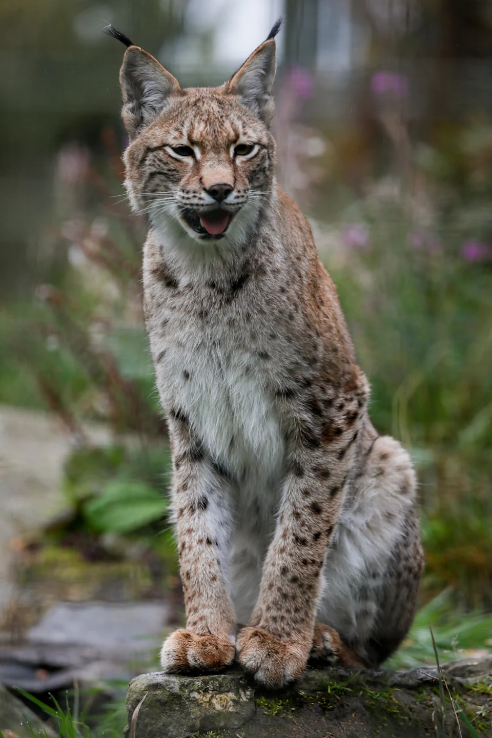 Lynx Bluebell sitting in an enclosure