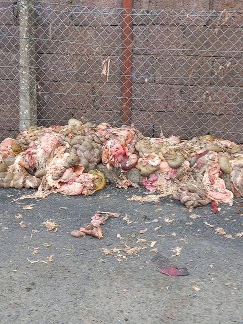 An animal carass was left outside a church in Co Tyrone