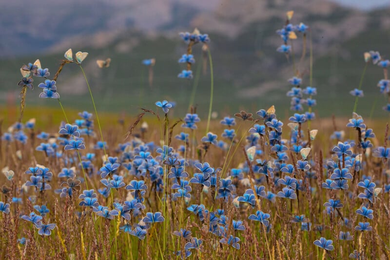 A field of tall grasses with clusters of blue wildflowers and several butterflies perched on them, set against a blurred background of hills and greenery.