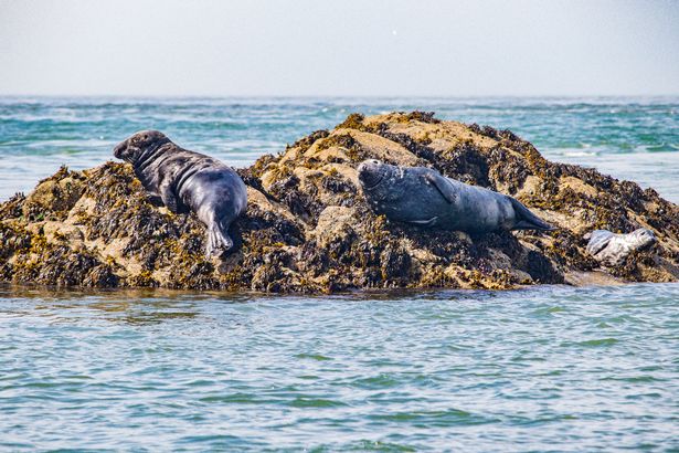 You can spot seals along the rocky shoreline