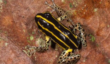 New poisonous frog discovered in Peruvian bamboo forests