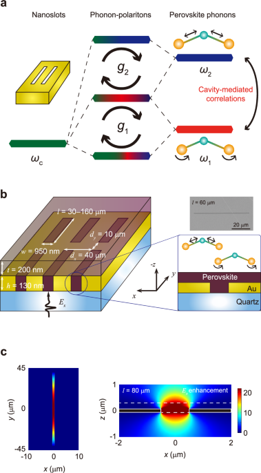 Multimode phonon-polaritons in lead-halide perovskites in the ultrastrong coupling regime