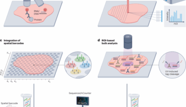 Spatial architecture of development and disease
