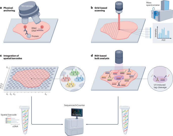 Spatial architecture of development and disease